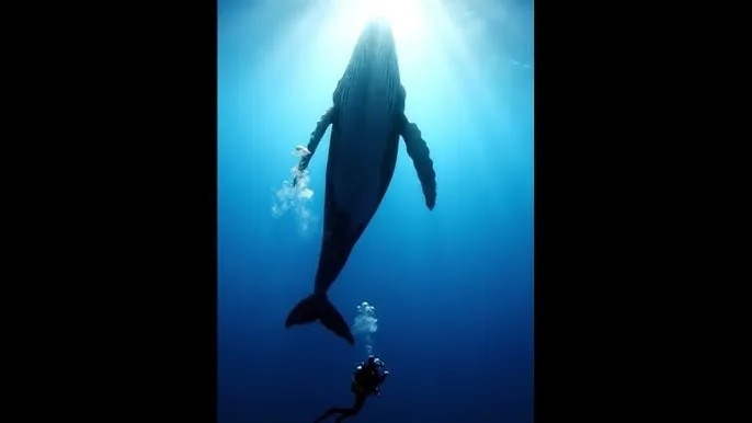 幸福宝8008隐藏入口2021年 - 深蓝星球：探索海洋深处的未知世界